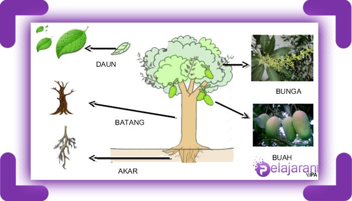 Detail Gambar Struktur Akar Batang Daun Nomer 39