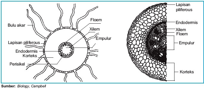 Detail Gambar Struktur Akar Monokotil Nomer 3