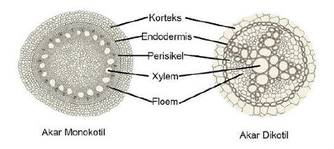 Detail Gambar Struktur Akar Monokotil Nomer 32