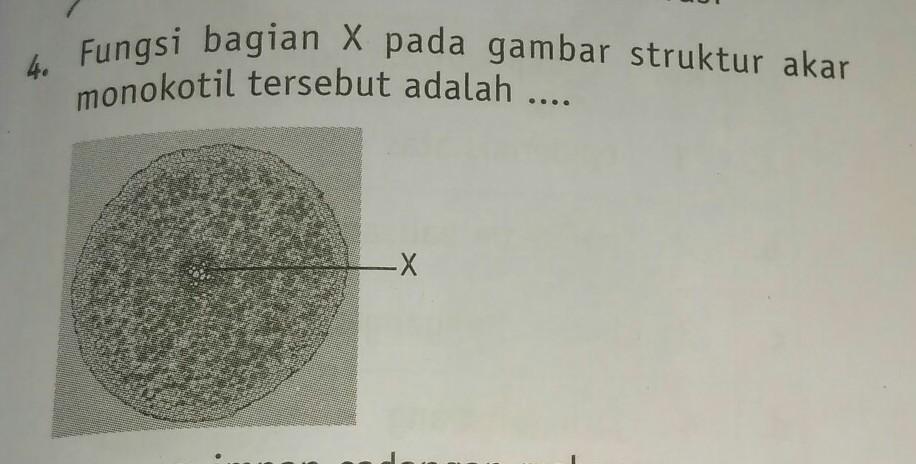 Detail Gambar Struktur Akar Monokotil Nomer 49