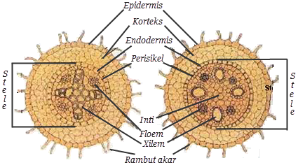 Detail Gambar Struktur Akar Monokotil Nomer 8