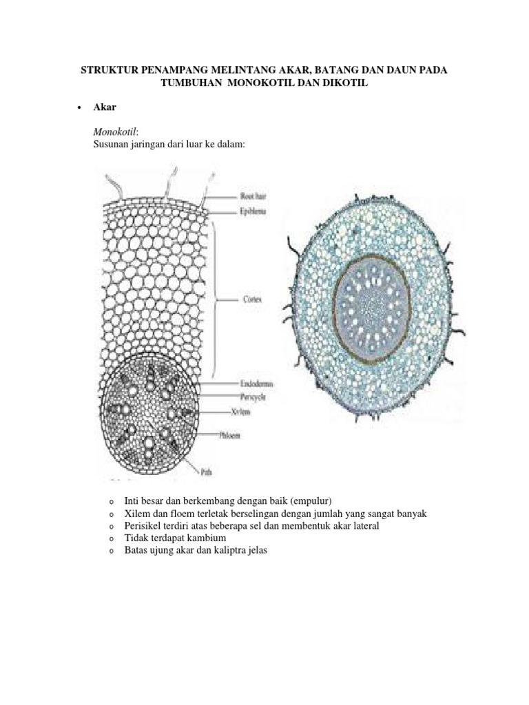 Detail Gambar Struktur Akar Monokotil Dan Dikotil Nomer 42