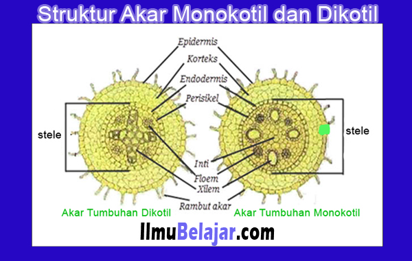 Detail Gambar Struktur Akar Monokotil Dan Dikotil Nomer 6