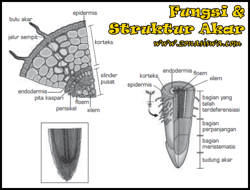 Detail Gambar Struktur Akar Tumbuhan Nomer 11