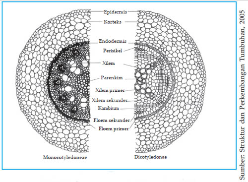 Detail Gambar Struktur Akar Tumbuhan Nomer 21