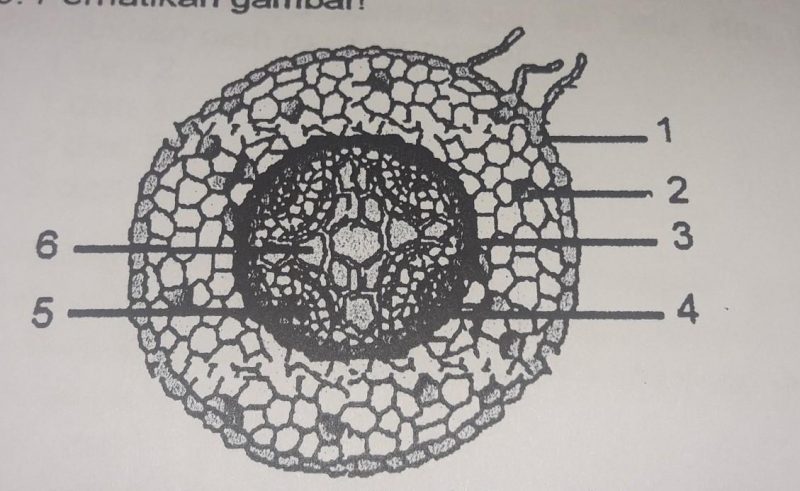 Detail Gambar Struktur Akar Tumbuhan Nomer 35