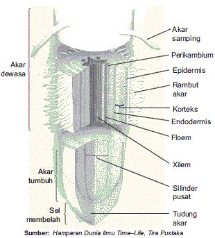 Detail Gambar Struktur Akar Tumbuhan Nomer 40