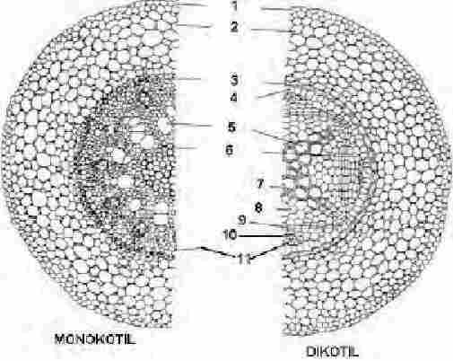 Detail Gambar Struktur Akar Tumbuhan Nomer 53