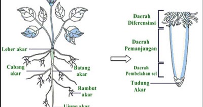 Detail Gambar Struktur Akar Tumbuhan Nomer 8