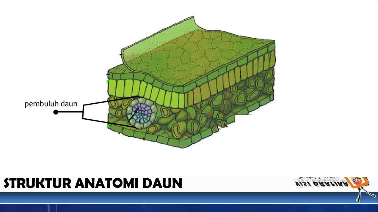 Detail Gambar Struktur Anatomi Nomer 2