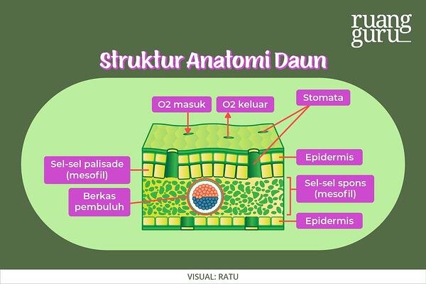 Detail Gambar Struktur Anatomi Nomer 14