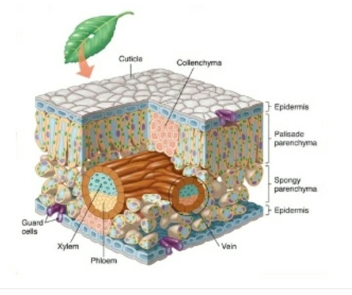 Detail Gambar Struktur Anatomi Nomer 19