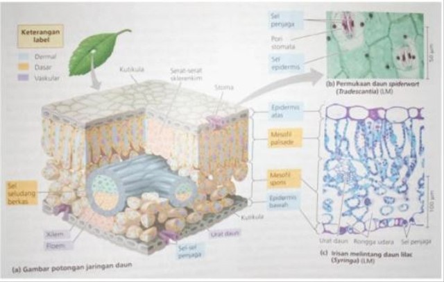 Detail Gambar Struktur Anatomi Nomer 10