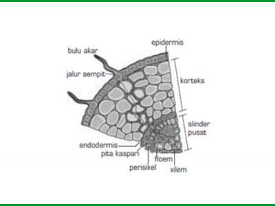 Gambar Struktur Anatomi Akar - KibrisPDR
