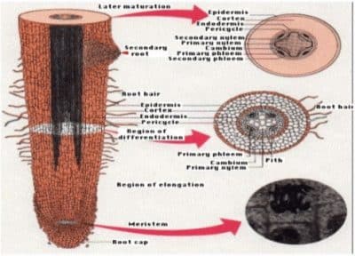 Detail Gambar Struktur Anatomi Akar Nomer 3