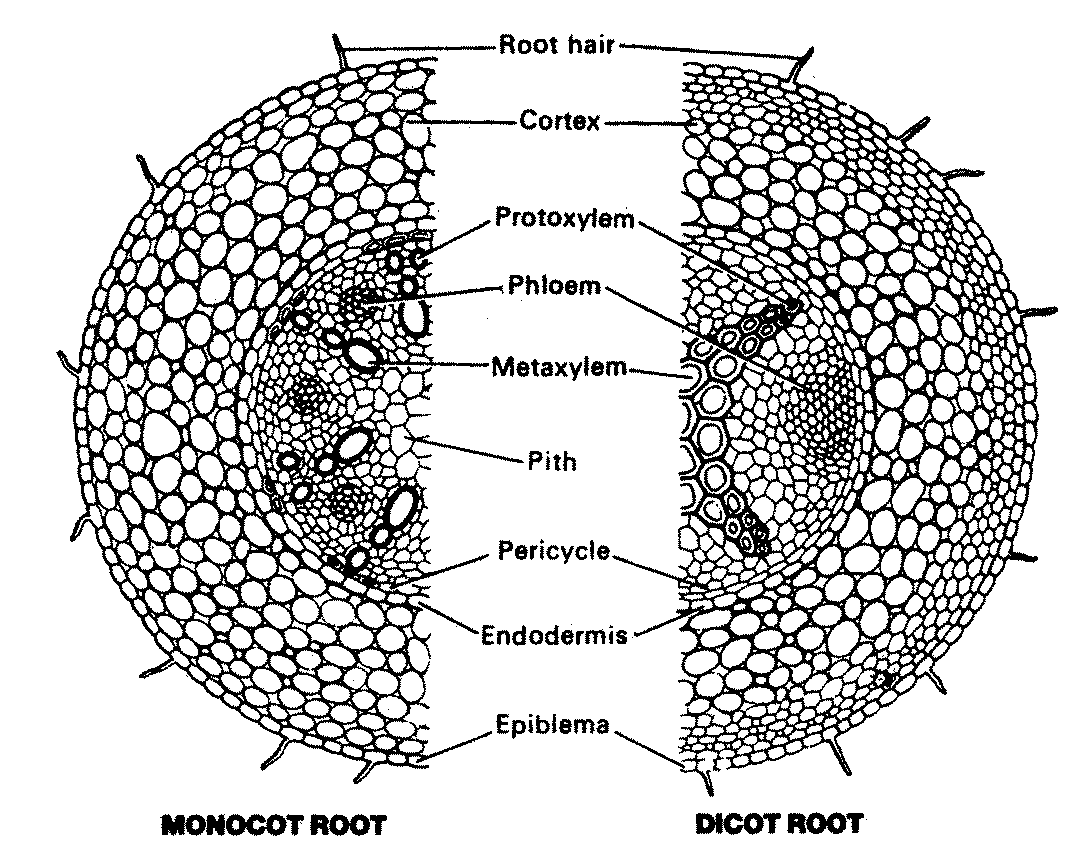 Detail Gambar Struktur Anatomi Akar Nomer 20