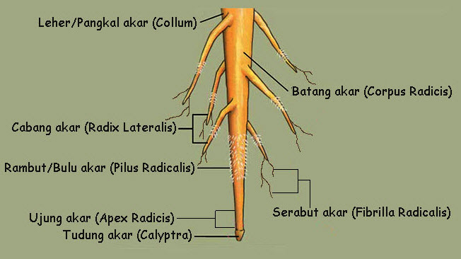 Detail Gambar Struktur Anatomi Akar Nomer 25