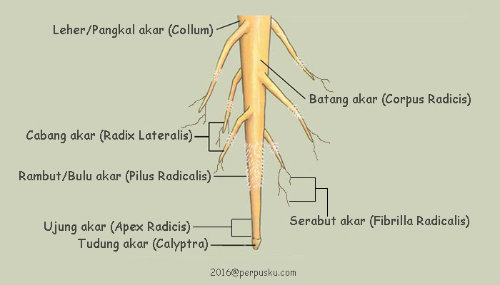 Detail Gambar Struktur Anatomi Akar Nomer 27