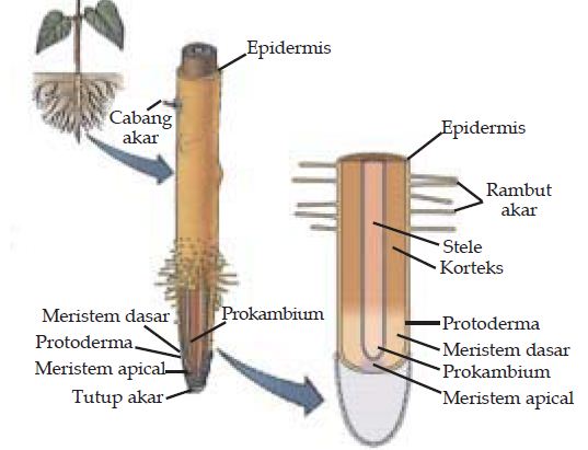 Detail Gambar Struktur Anatomi Akar Nomer 4