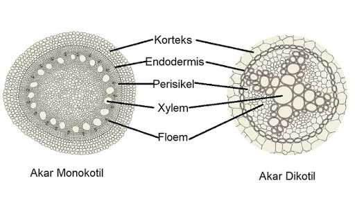 Detail Gambar Struktur Anatomi Akar Nomer 35