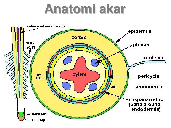 Detail Gambar Struktur Anatomi Akar Nomer 47