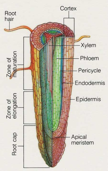 Detail Gambar Struktur Anatomi Akar Nomer 53
