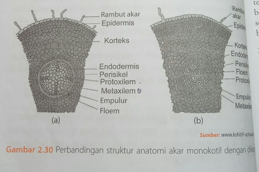 Detail Gambar Struktur Anatomi Akar Nomer 54