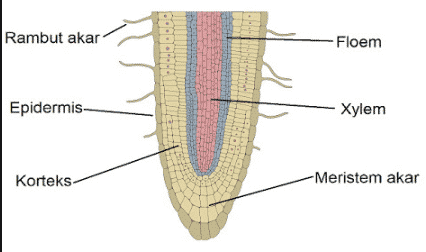 Detail Gambar Struktur Anatomi Akar Nomer 9