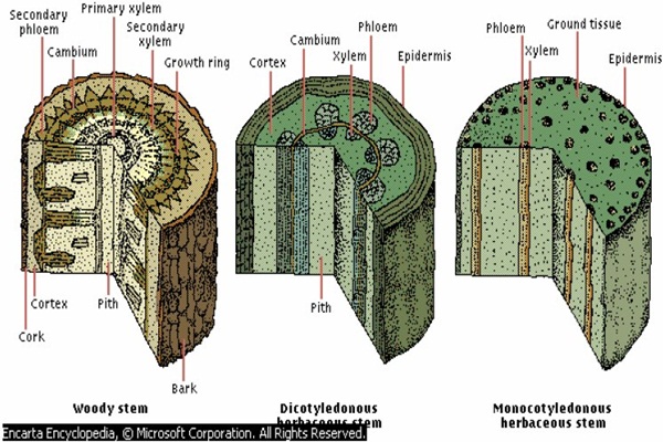 Detail Gambar Struktur Anatomi Batang Nomer 3