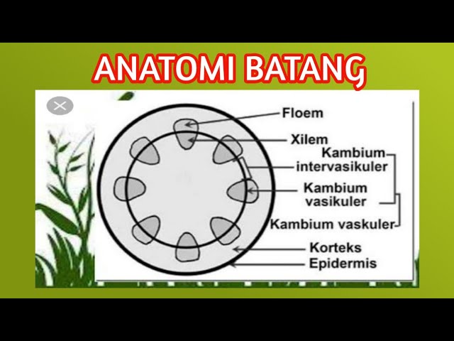 Detail Gambar Struktur Anatomi Batang Nomer 26