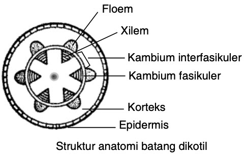 Detail Gambar Struktur Anatomi Batang Nomer 5