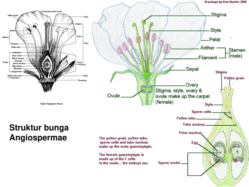 Detail Gambar Struktur Anatomi Bunga Lengkap Nomer 22