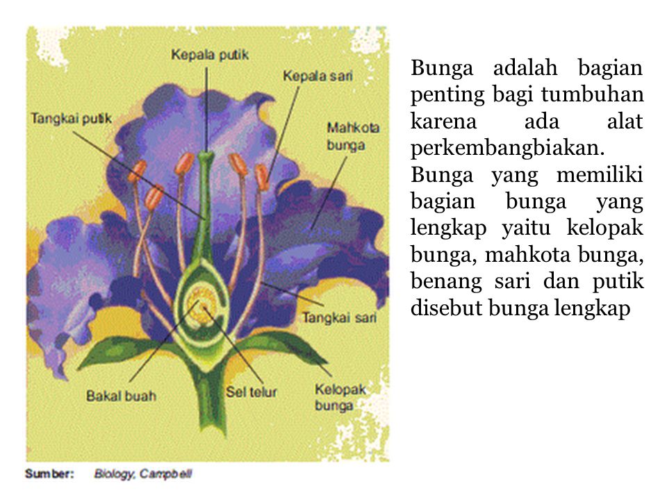 Detail Gambar Struktur Anatomi Bunga Lengkap Nomer 30
