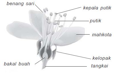 Detail Gambar Struktur Anatomi Bunga Lengkap Nomer 36