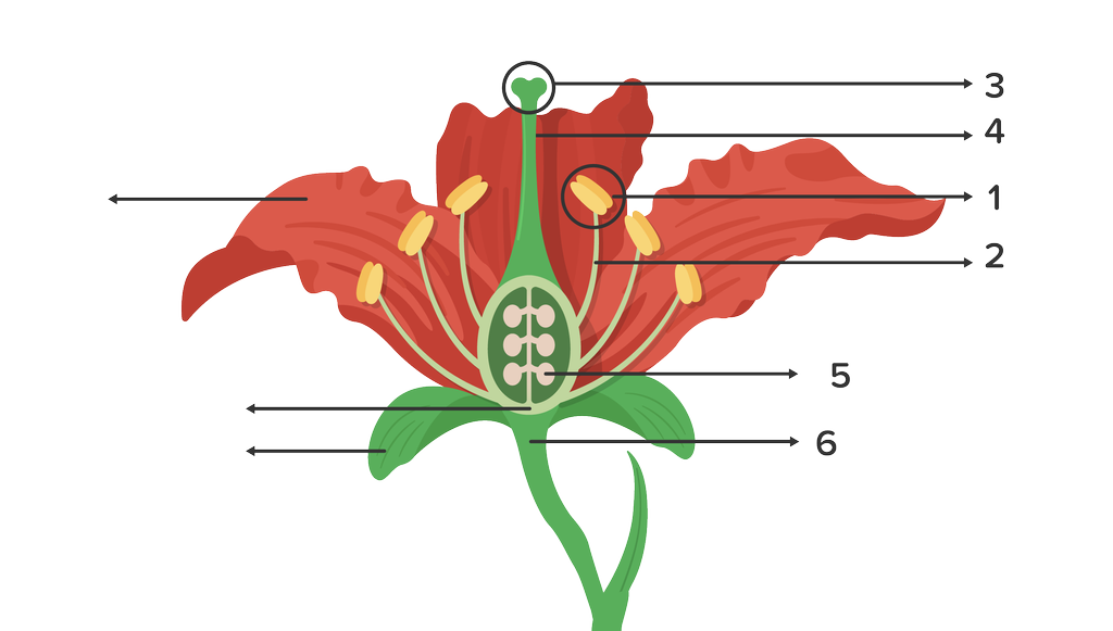 Detail Gambar Struktur Anatomi Bunga Lengkap Nomer 38