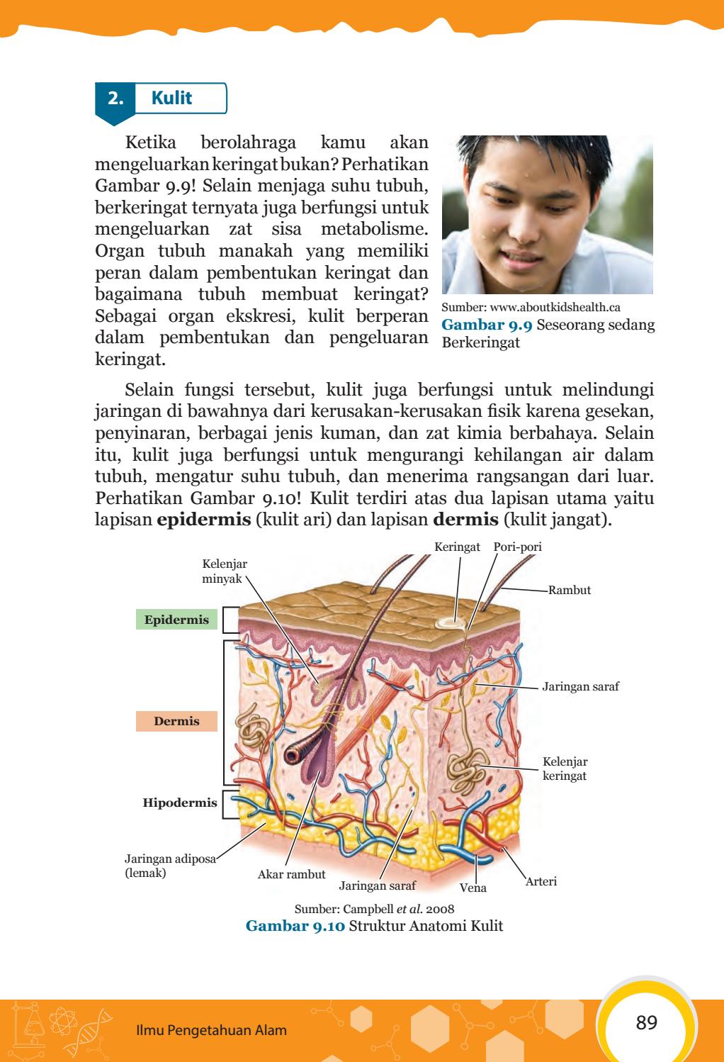 Detail Gambar Struktur Anatomi Kulit Nomer 26