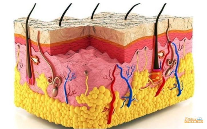 Detail Gambar Struktur Anatomi Kulit Nomer 40