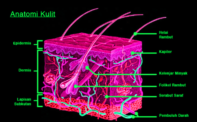 Detail Gambar Struktur Anatomi Kulit Nomer 42