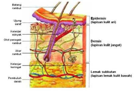 Detail Gambar Struktur Anatomi Kulit Nomer 46