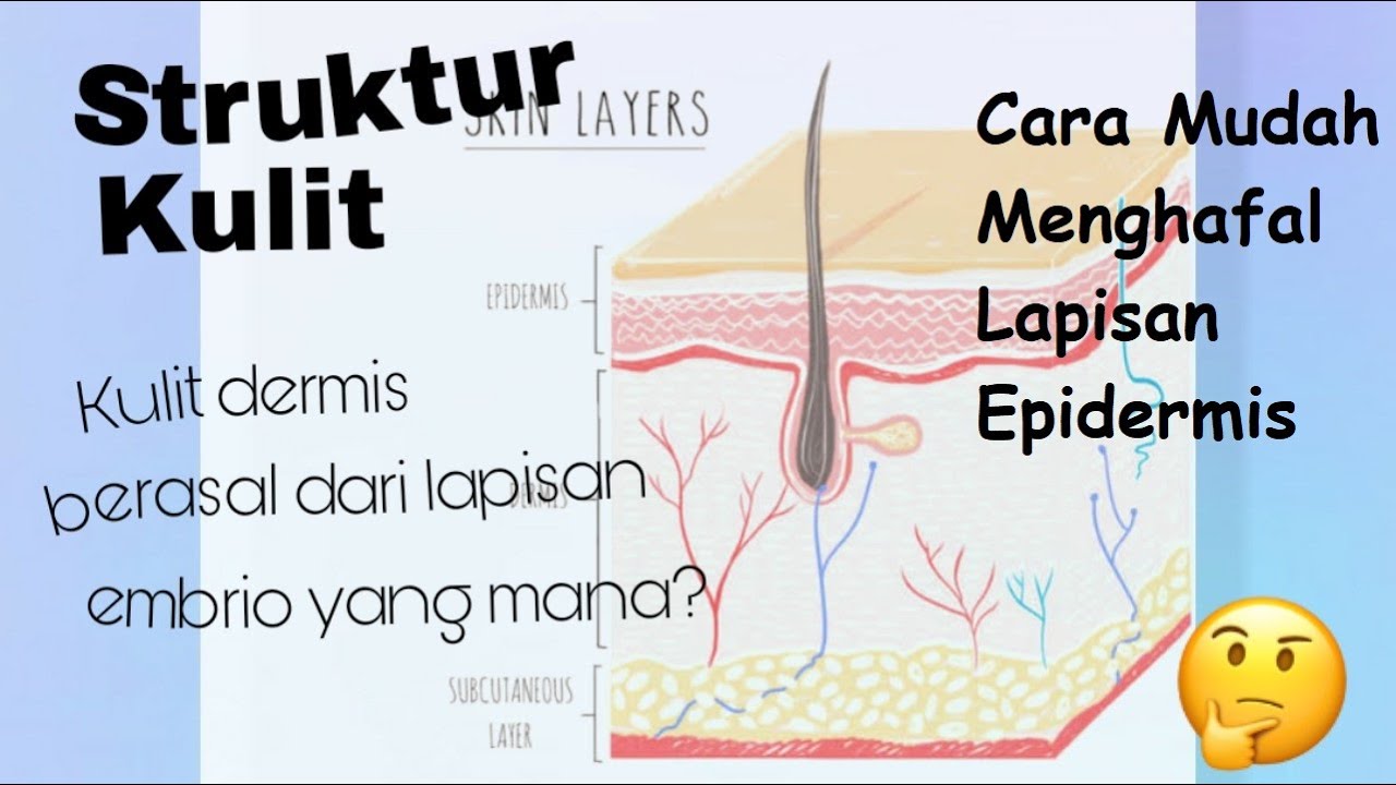 Detail Gambar Struktur Anatomi Kulit Nomer 53