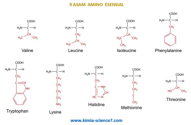 Detail Gambar Struktur Asam Amino Nomer 14