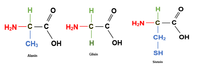 Detail Gambar Struktur Asam Amino Nomer 15