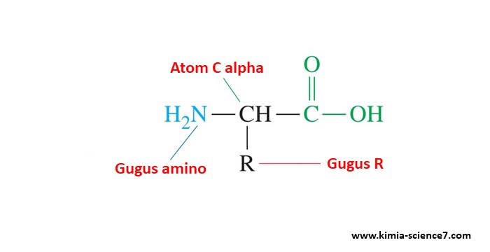 Detail Gambar Struktur Asam Amino Nomer 22