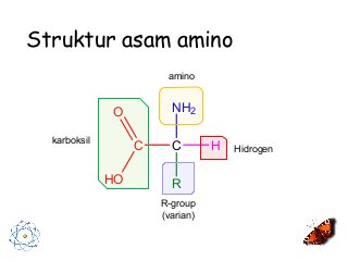 Detail Gambar Struktur Asam Amino Nomer 24