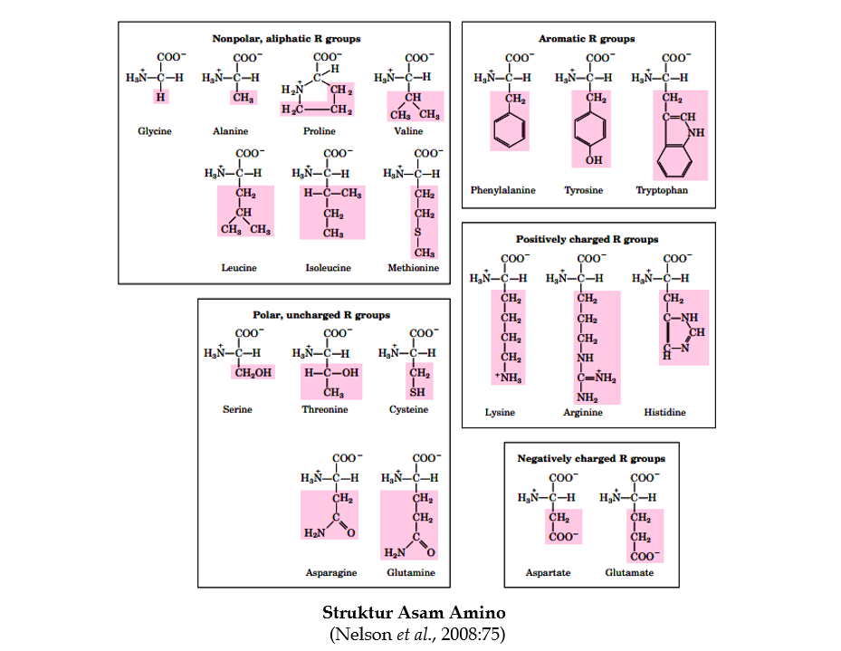 Detail Gambar Struktur Asam Amino Nomer 35