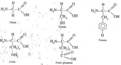 Detail Gambar Struktur Asam Amino Nomer 37