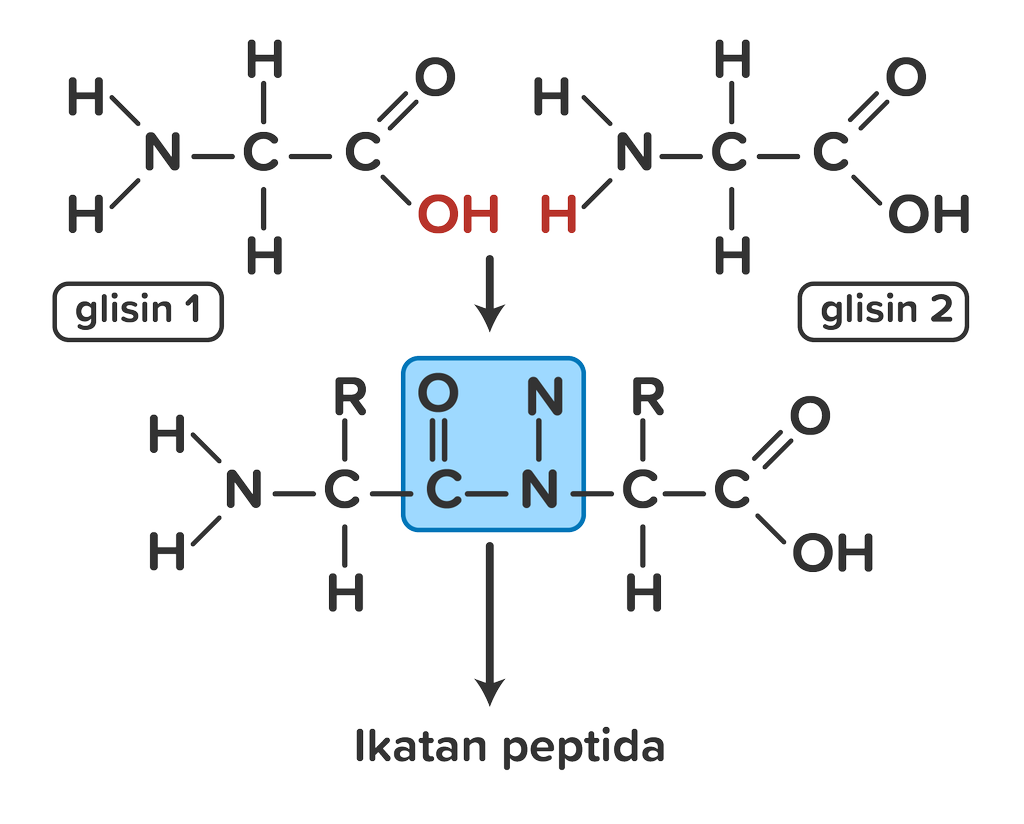 Detail Gambar Struktur Asam Amino Nomer 42