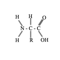 Detail Gambar Struktur Asam Amino Nomer 46