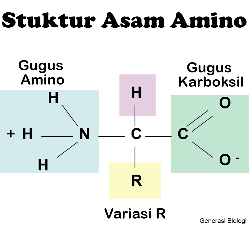 Detail Gambar Struktur Asam Amino Nomer 7