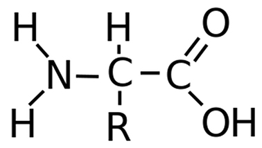 Detail Gambar Struktur Asam Amino Nomer 9